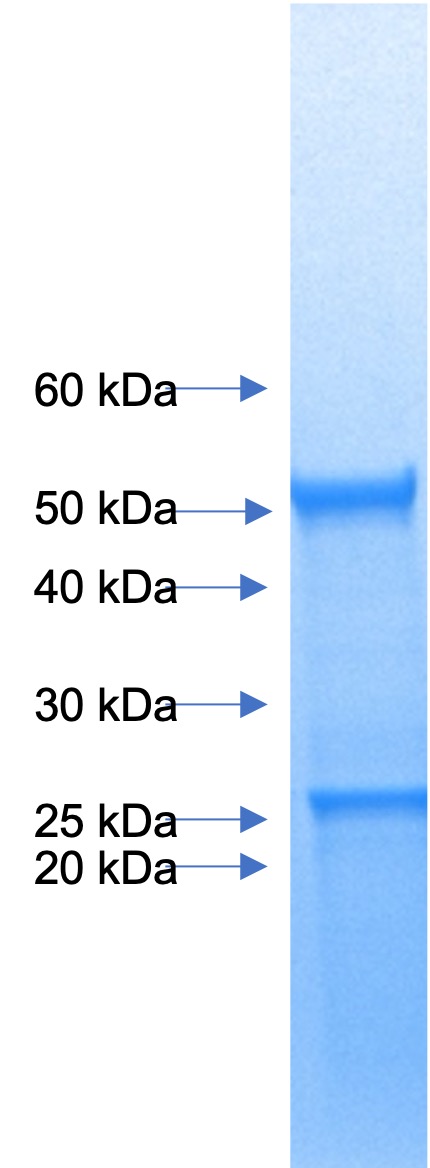 Anti-IL-1beta (Canakinumab biosimilar) mAb